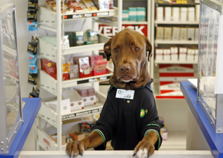 BP gas station has new clerk and it’s a DOG!