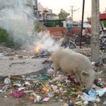 When Pig Fart in Bendigo, Victoria, Australia