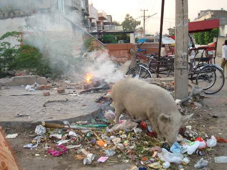 When Pig Fart in Bendigo, Victoria, Australia